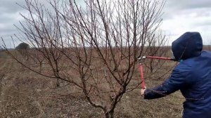 Обрезка персика весной