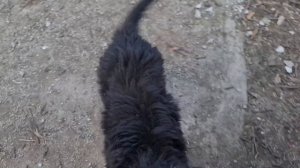 ПРОДАЮТСЯ ЩЕНКИ Немецкой овчарки с длинной шерстью. Одесса