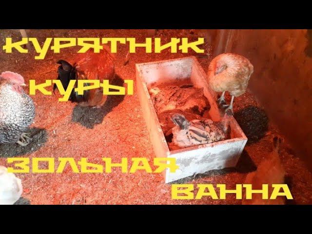 куры, курятник , день начинается..... смотреть онлайн