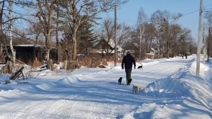 В Хабаровском крае тигр убил мужчину, отправившегося искать собаку / События на ТВЦ