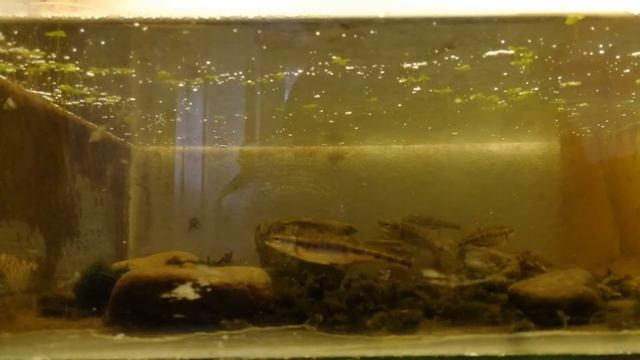 ловлю гольяна в аквариуме смотреть онлайн