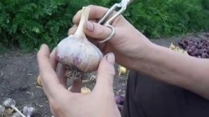 как правильно обрезать лук