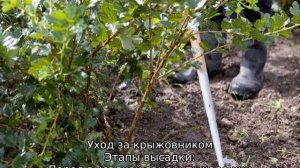 Крыжовник Грушенька