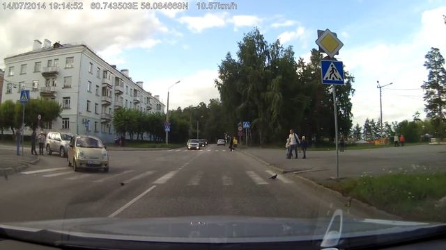 Матиз на зебре + Правильный голубь. смотреть онлайн