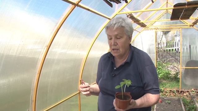 Голова садовая - Огурцы посадили. Что делать дальше? смотреть онлайн