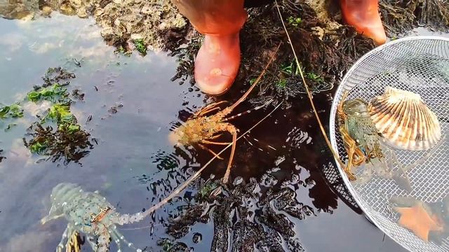 Giant Pearl Scallops. Ying Catches A Variety Of Seafood Hidden In The Deep Sea.