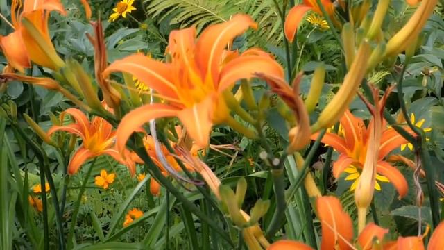 Most interesting flowers Day lily | Lilly means true white смотреть онлайн