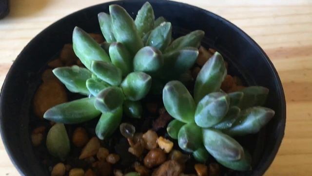 Pachyphytum Compactum E Algumas Pachyverias