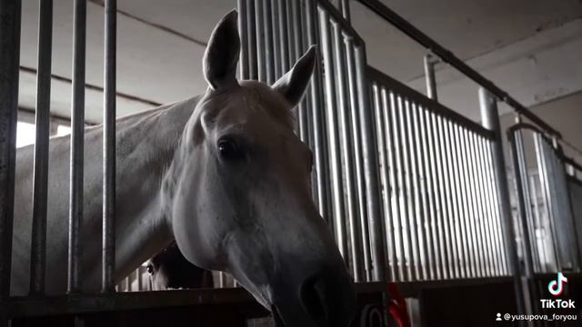 Лошади как люди смотреть онлайн