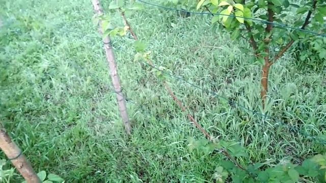 Ежевика. Особенности роста и формировка куста. смотреть онлайн