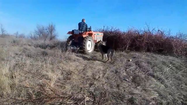 Трактор Kubota. Выгортание веток из персикового сада . смотреть онлайн