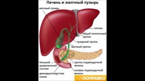 DEAF.Кагор полезные свойства