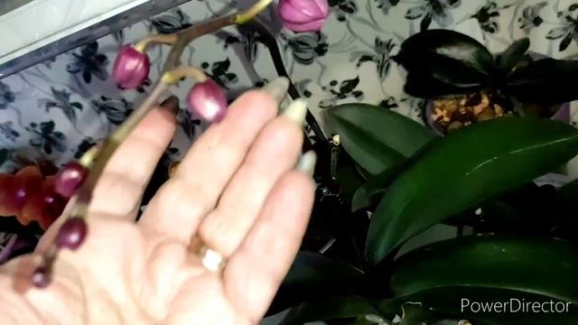 Рождество❤Орхидеи, цветение? Храни вас Бог??? смотреть онлайн