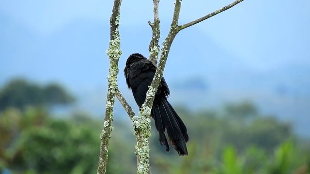 КАКАЯ РОСКОШНАЯ МУЗЫКА! За душу берет… Красиво для души! Сергей Грищук смотреть онлайн