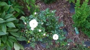 Гортензии Сильвер доллар и Мэджикал свит саммер метельчатые