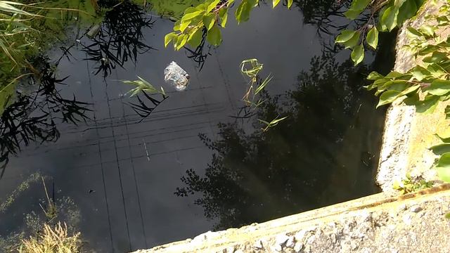 Мелитополь ЧЕРЕПАХА!!! в ручье Песчаном смотреть онлайн