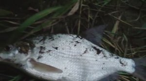 Рыбалка в Барнауле на р. Лосихе с ночевкой. Первый раз рыбачила на донку.