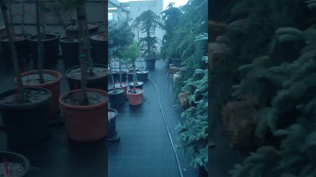 кипарисовик лейланд можно использовать для теневых зон .31.01.23 смотреть онлайн