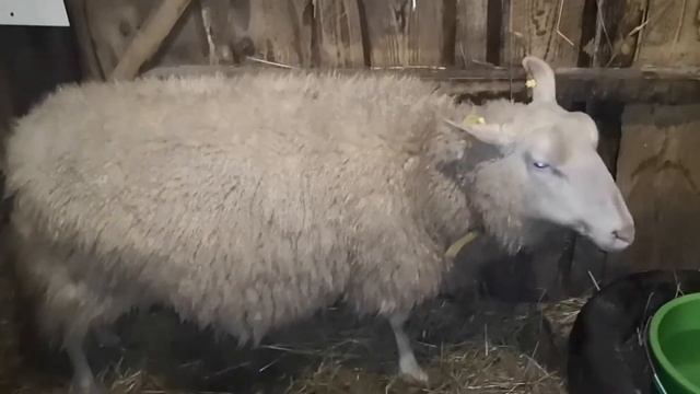 Овцы переели овса. Восточно-Фризская овца смотреть онлайн