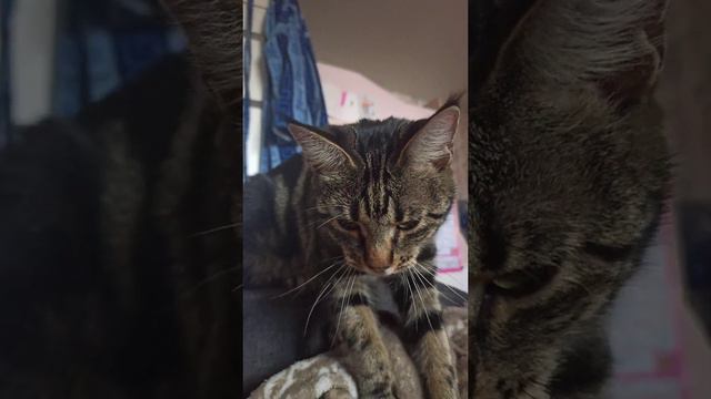 хочет корвалолу