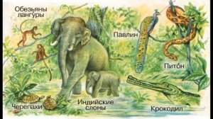 Окружающий мир 1 класс, тема урока "Где живут слоны?", с.14-15, Школа России.