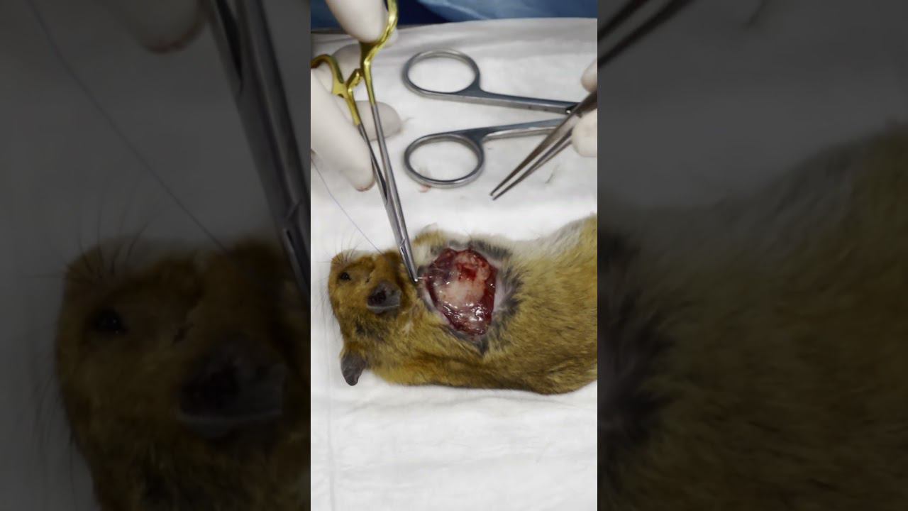 Кошка разорвала хомяка... #пластикатканей #пластикакожи #ветеринария #операция #хомяк #кошка смотреть онлайн