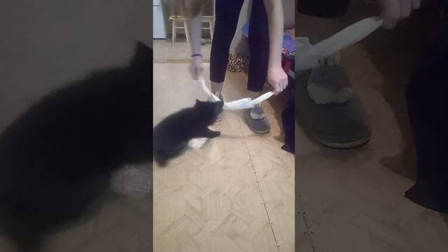 Зайцы не дают покоя маленькому шипу😆 смотреть онлайн