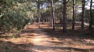 Море сосны Крым Казантипский залив Песочное