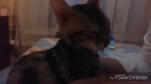 Укусила пиявка! Ставим пиявку бенгальскому коту. Убираем шишку после прививки.