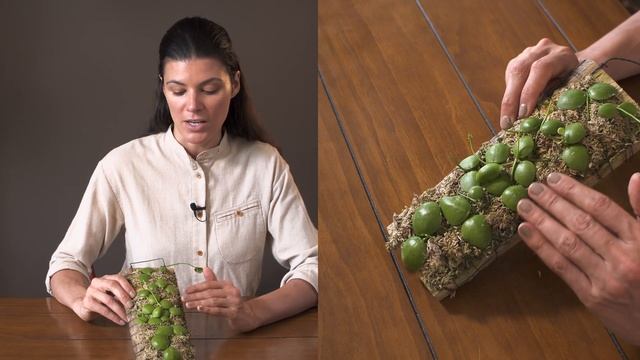 Dischidia imbricata Houseplant Care — 170 of 365 смотреть онлайн