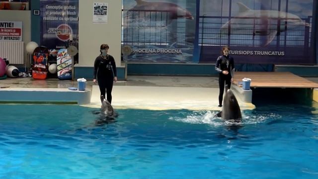 Delfinii fac spectacol la Delfinariul Constanța România смотреть онлайн