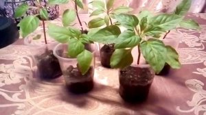 Фуксия - размножение семенами в домашних условиях