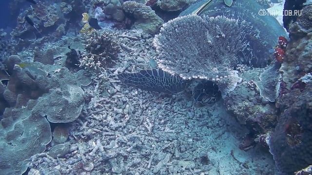 5 самых веселых людей по знаку Зодиака смотреть онлайн