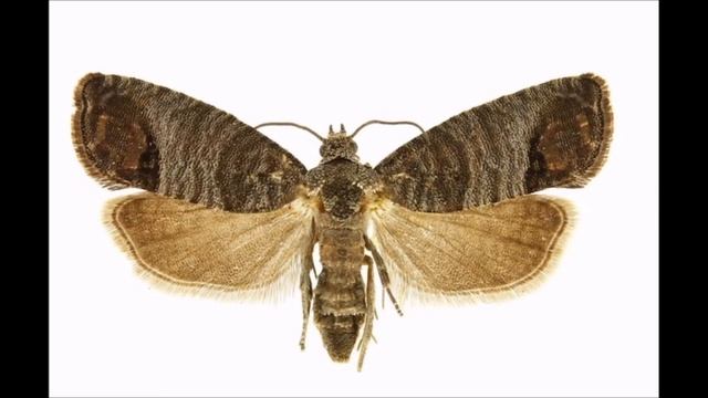 Хасанова Е А ДК 5 6л Как появляются бабочки 1 смотреть онлайн