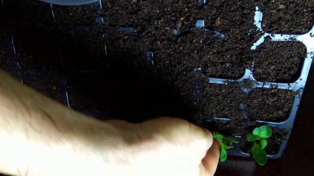 Черенкую петунию Rim Magenta. смотреть онлайн