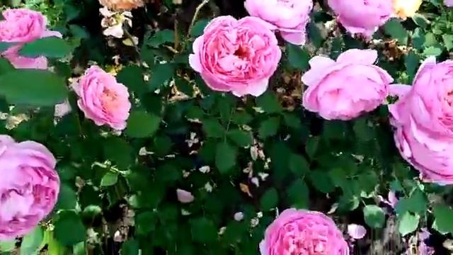 Обзор: Роза - Боскобель смотреть онлайн