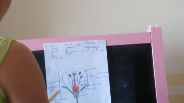 Биология строение цветка смотреть онлайн