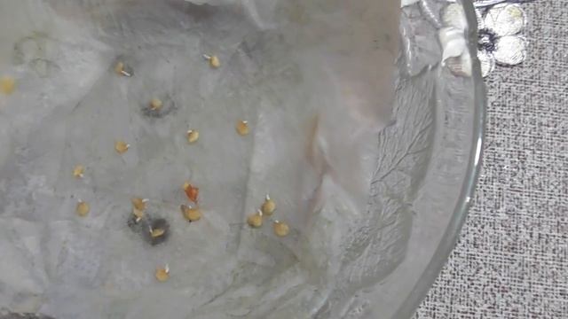 СЕМЕНА комнатного перца ОГОНЁК проросли на 7й день смотреть онлайн