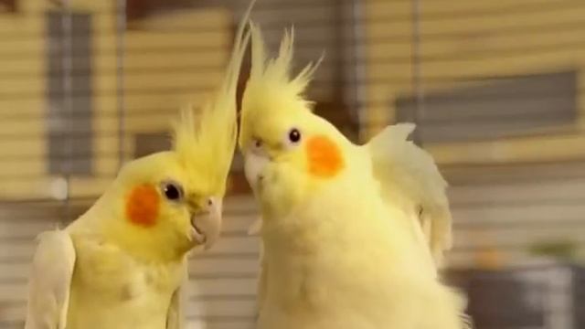 Новый тариф "Тенговый" от PAThWORD смотреть онлайн