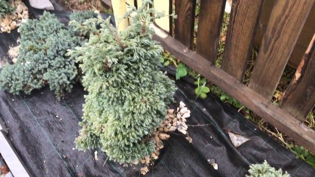 Как чувствует себя можжевельник после пересадки? смотреть онлайн