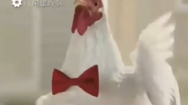 Песня питуха и куриц смотреть онлайн