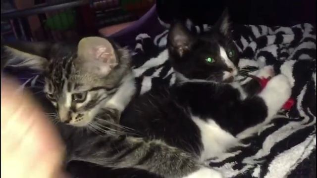 Два неразлучных котенка. ми ми ми смотреть онлайн