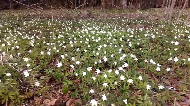 Подснежники Нелидовский Апрель 2019 смотреть онлайн