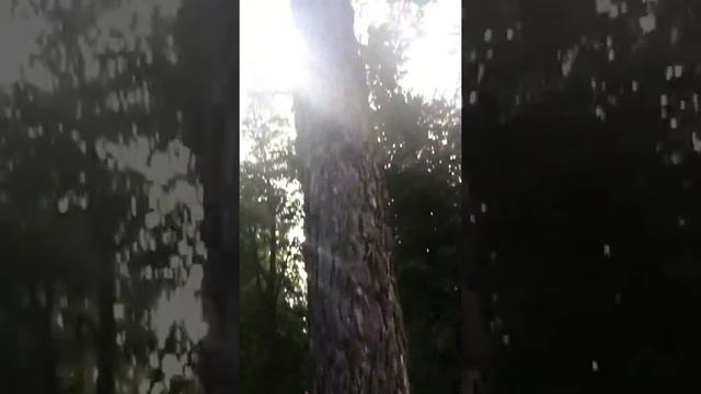 Роют траншеи, рубят корни, Михалково смотреть онлайн