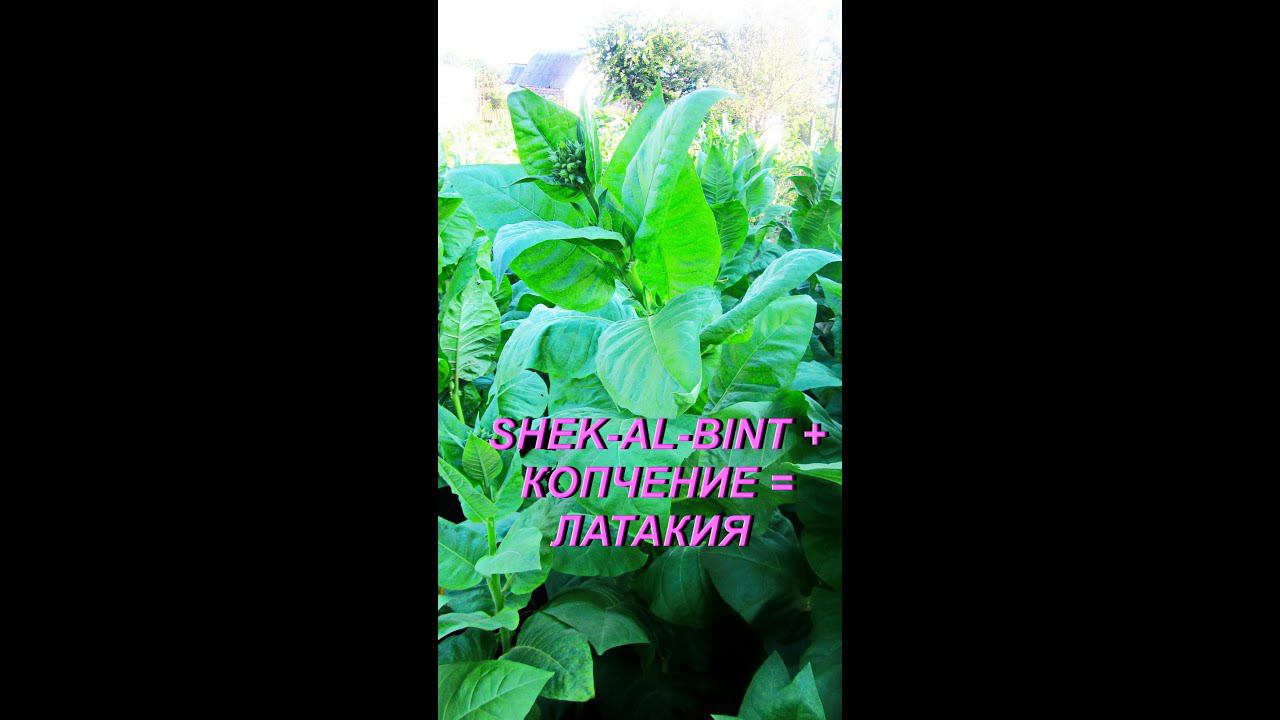 ДНЕВНИК ТАБАКОВОДА № 21 ( Сорт табака Shek-al-bint после обработки ЛАТАКИЯ ) ТАБАК