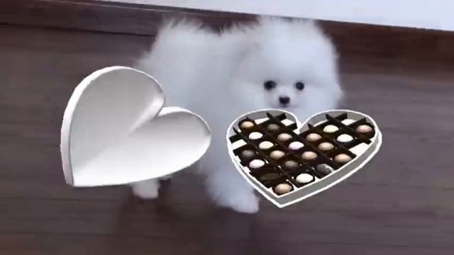 Померанский карликовый шпиц белого окраса.White Pomeranian dwarf. смотреть онлайн