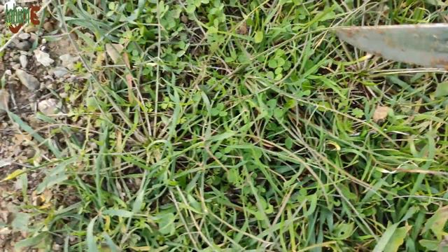TEKESAKALI OTU (Scorzonera Laciniata L.) / Yenen Yabani Otlar / YEMLİK OTU / Otları Tanıyalım смотреть онлайн