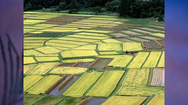 §43 "Природно-территориальные комплексы России", География 8 класс, Полярная звезда смотреть онлайн