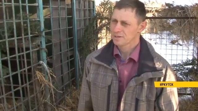 Медведи спят в питомнике «К-9» смотреть онлайн