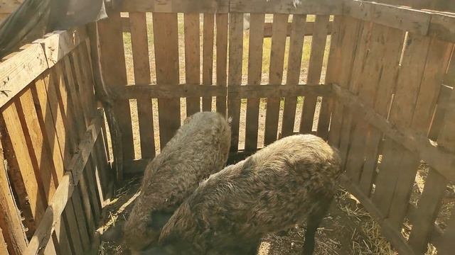 Загон из палет для "Венгерской мангалицы" / есть ли плюсы? смотреть онлайн